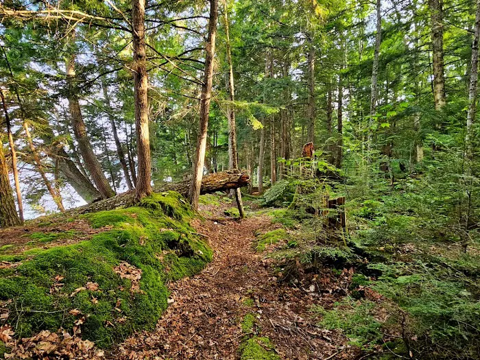 Meacham Lake Campground Picture 8