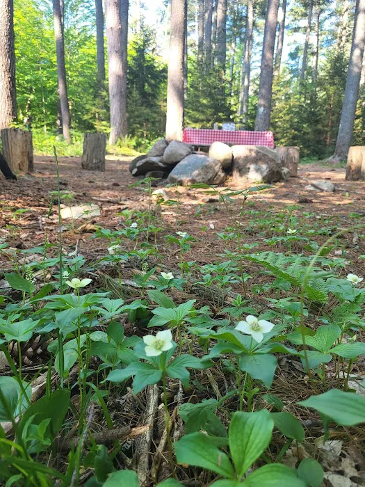 Woodland Grove Camping at Adirondack Adventure Base Picture 3