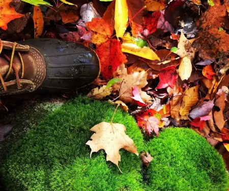 Woodland Grove Camping at Adirondack Adventure Base