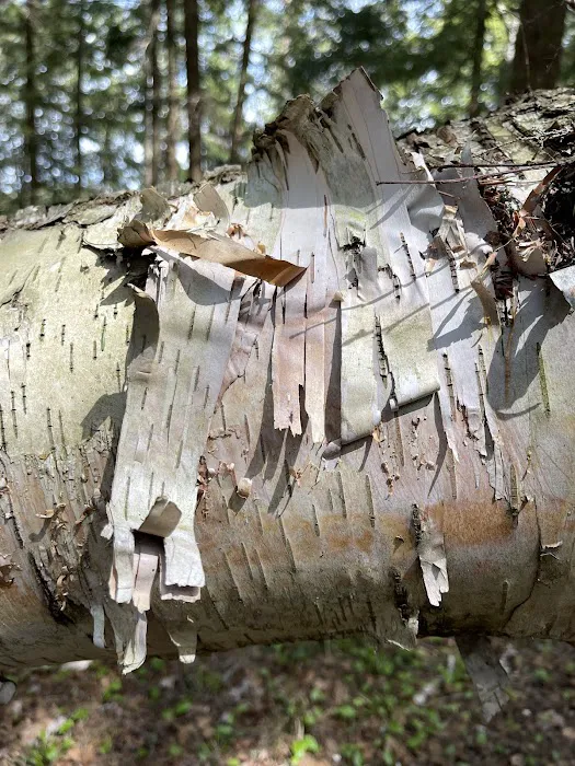Saranac Lake Islands Campground - Campsite #6 Picture 6