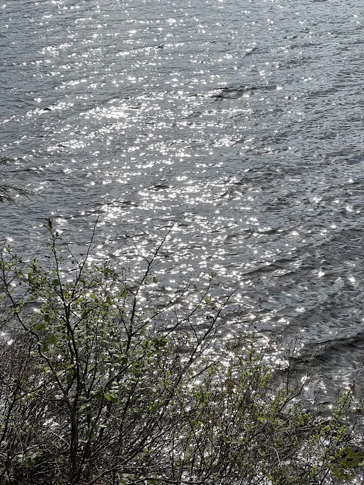 Saranac Lake Islands Campground - Campsite #6 Picture 5