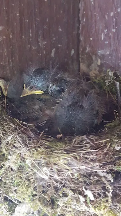 Hemlock Hideaway Campground Picture 7