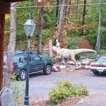 Hemlock Hideaway Campground