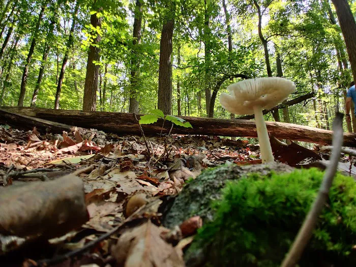 Camp Misty Mount Picture 4