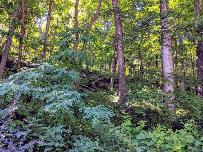 Camp Misty Mount Picture 9