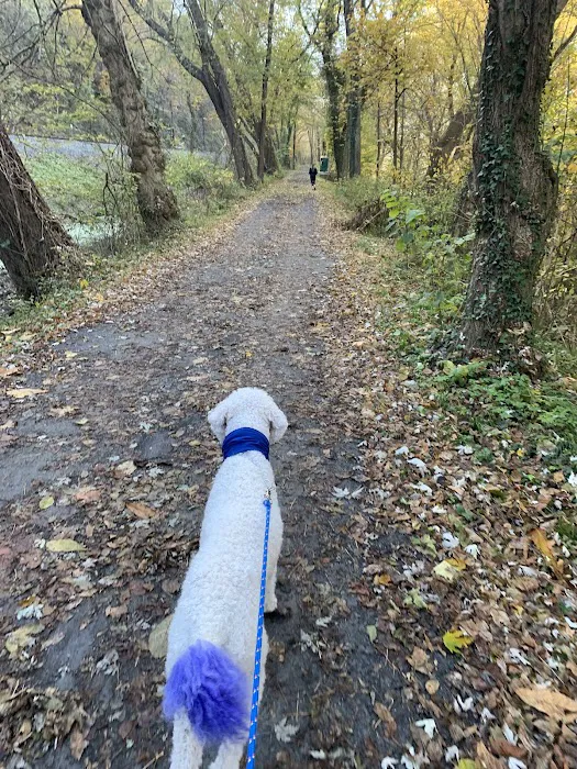 Bald Eagle Hiker Camper Campsite Picture 7