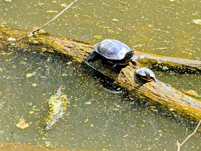 Bald Eagle Hiker Camper Campsite Picture 9