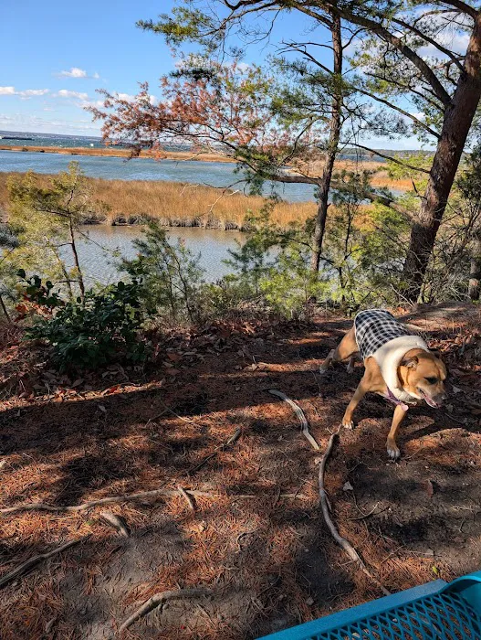 Hog Point Campground Picture 6