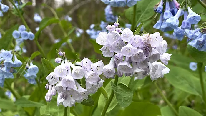 Turtle Run Hiker Biker Campsite Picture 3