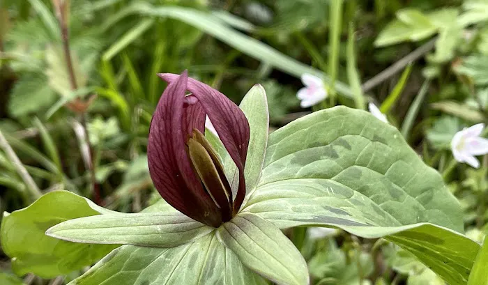 Turtle Run Hiker Biker Campsite Picture 7