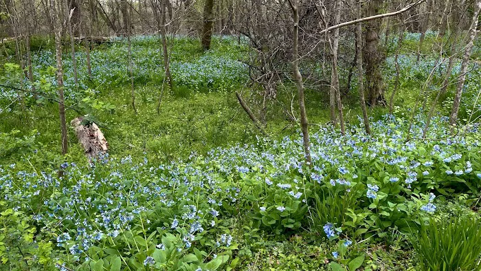 Turtle Run Hiker Biker Campsite Picture 6