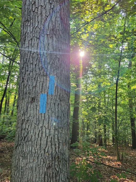 Crampton Gap Campsite Picture 3