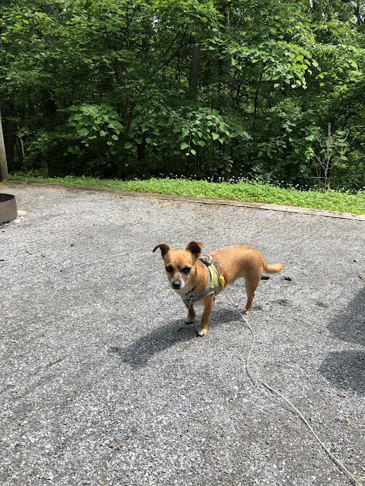 Dogwood Campground Picture 10