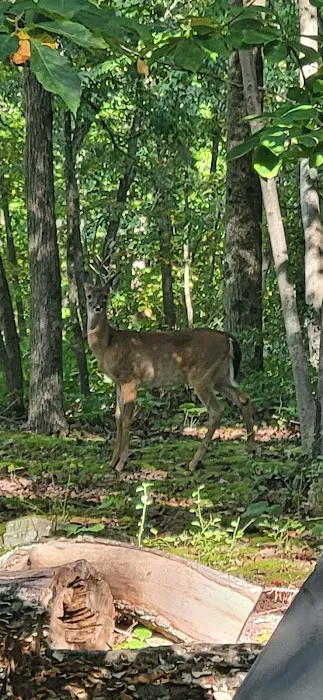 Birch Campground Picture 1