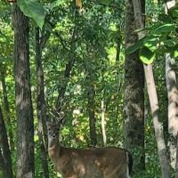 Birch Campground ico