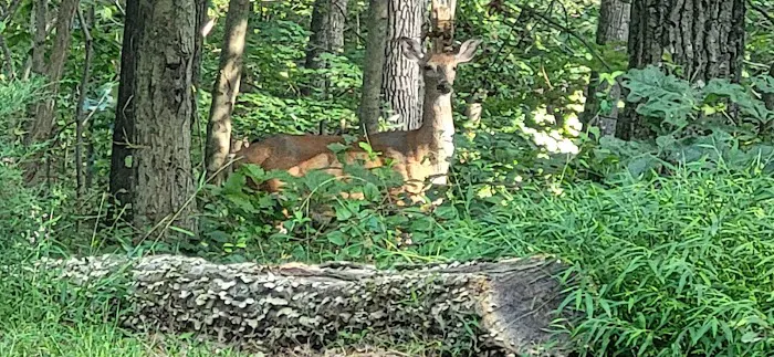 Birch Campground Picture 2