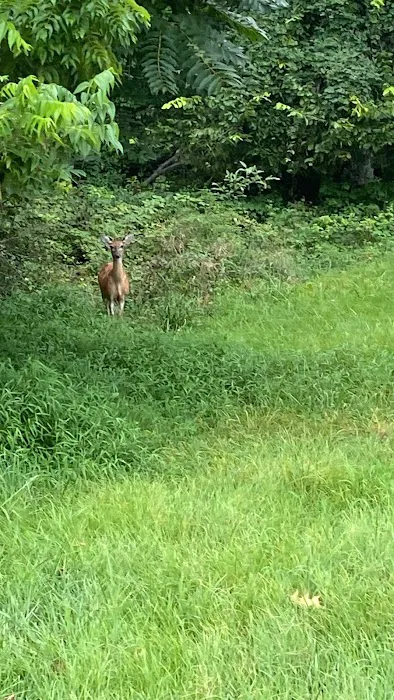 Ash Campground Picture 2