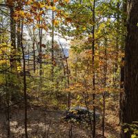 The Treehouse Camp At Maple Tree LLC ico