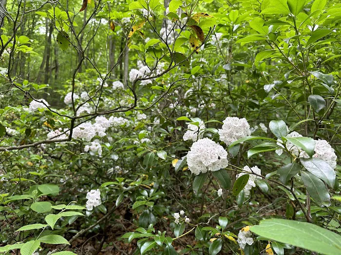Pogo Memorial Campsite Picture 8