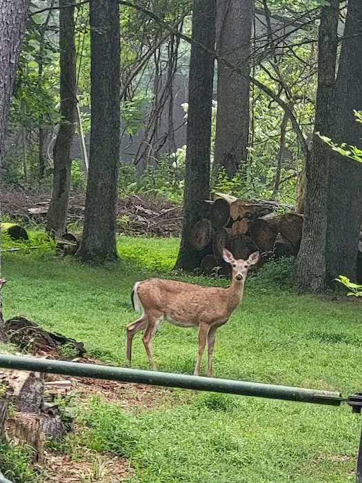 Clarion River Campground Picture 9