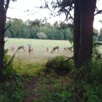 Loleta Bear Claw campground ico