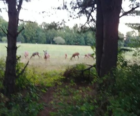 Loleta Bear Claw campground
