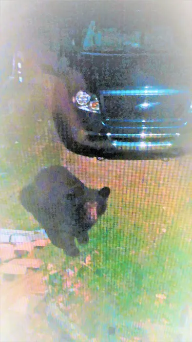 Loleta Bear Claw campground Picture 9