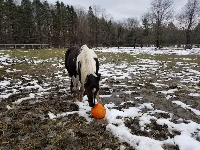 Forest Ridge Cabins and Campgrounds Picture 4