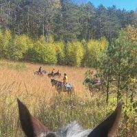 Sharon's Horse Heaven, Equestrian Cabin & Camping ico