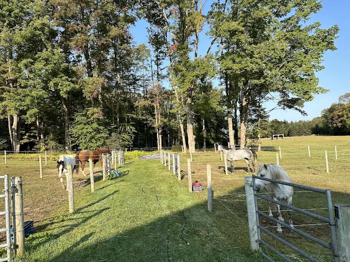 Sharon's Horse Heaven, Equestrian Cabin & Camping Picture 10