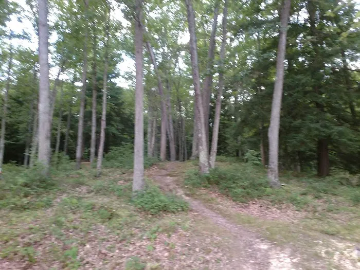 Hooks Brook Campground Picture 6