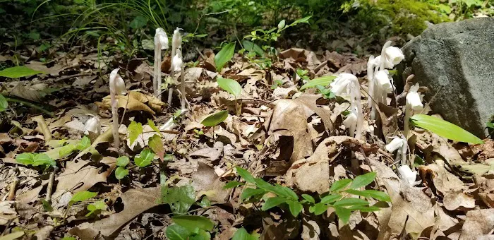 Hooks Brook Campground Picture 7