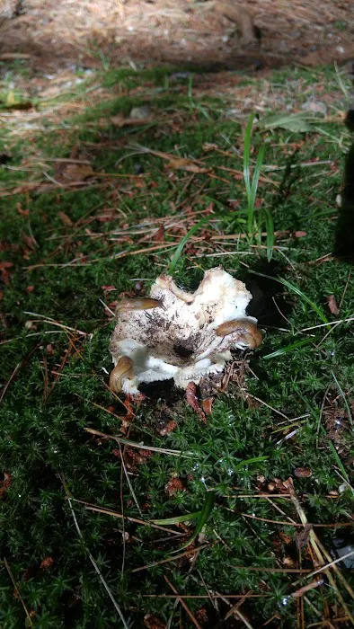 Wildwood Campground and Picnic Area Picture 2