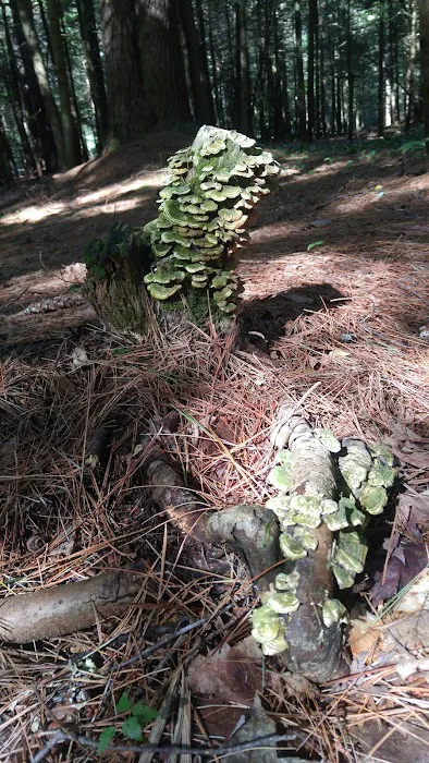 Wildwood Campground and Picnic Area Picture 8