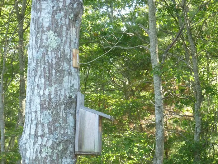 Shawme-Crowell State Forest Picture 5