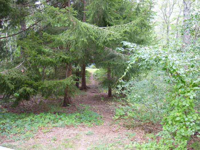 Shawme-Crowell State Forest Picture 6