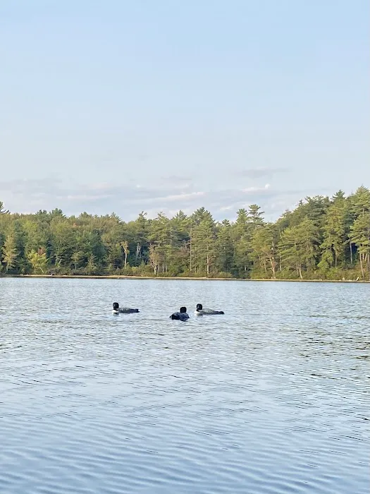 Terrace Pines Camping Area (A Modern America Campground) Picture 1