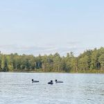 Terrace Pines Camping Area (A Modern America Campground)
