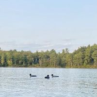 Terrace Pines Camping Area (A Modern America Campground) ico