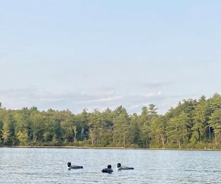 Terrace Pines Camping Area (A Modern America Campground)