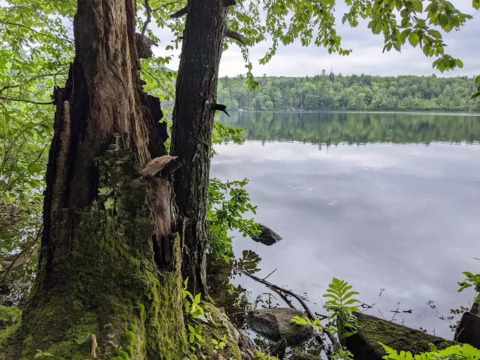 Terrace Pines Camping Area (A Modern America Campground) Picture 7