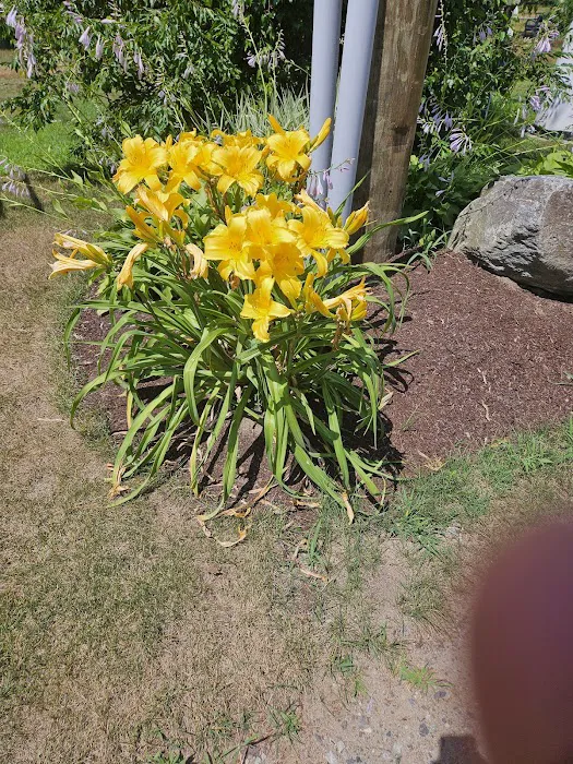 Yellowstone Park Camp Resort Picture 3