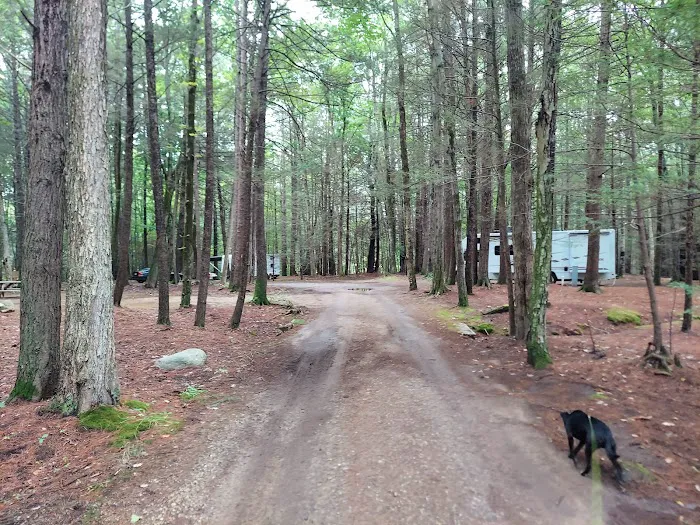 Pinederosa Camping Area Picture 10
