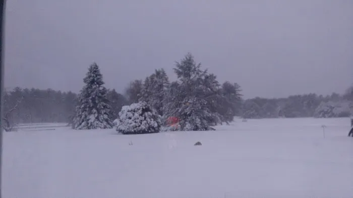 Pinederosa Camping Area Picture 1