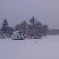 Pinederosa Camping Area ico