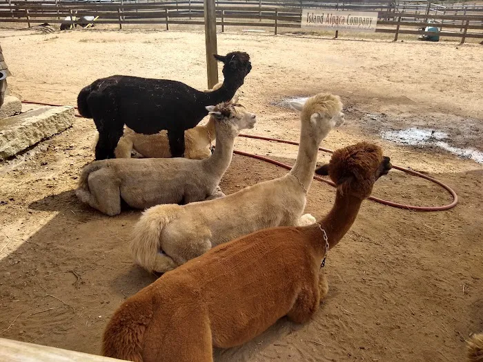 Martha's Vineyard Family Campground Picture 8