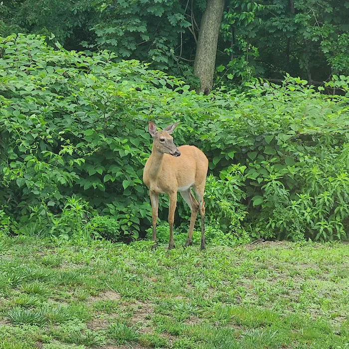 Martha's Vineyard Family Campground Picture 10