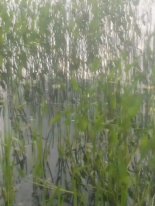 Lake Durant State Campground Picture 5