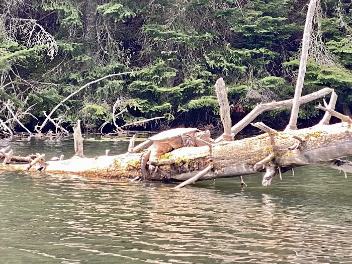 Buck Pond Campground Picture 6