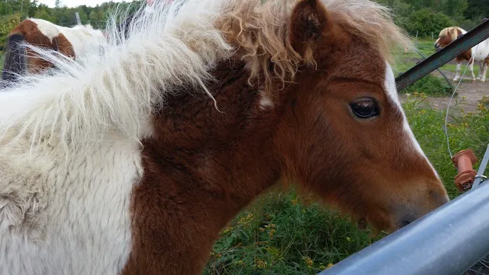 Ponderosa Campsite Picture 4
